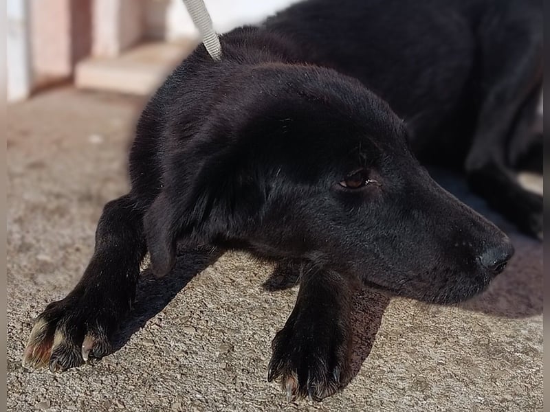Gabriela Mischling Hündin Junghund sucht Zuhause oder Pflegestelle