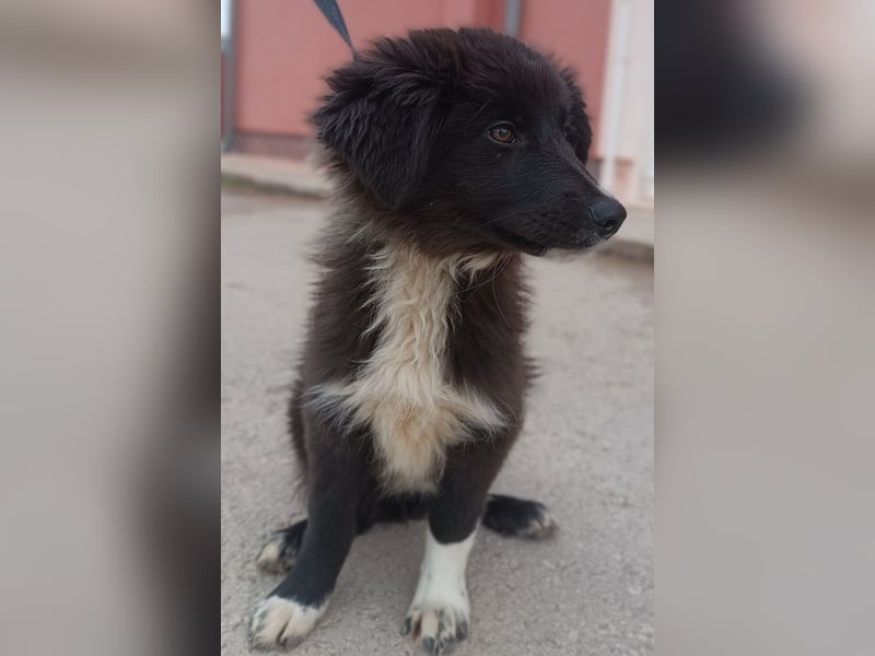 Sugar Welpe kraotischer Schäferhund Mischling Hündin Junghund sucht Zuhause oder Pflegstelle