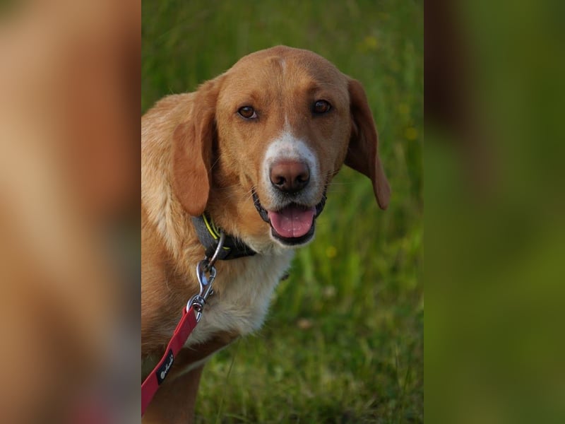 Brina Traumhündin Mischling Hündin katzenverträglich kinderlieb sucht Zuhause oder Pflegestelle