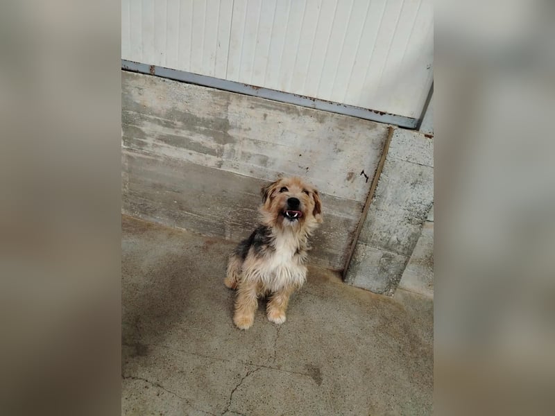 Misko junger, niedlicher Terrier Mischlingsrüde Mischling Rüde sucht Zuhause oder Pflegestelle