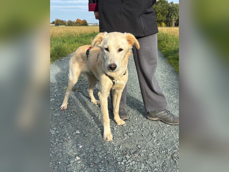 Taio junger Retriever Mischlingsrüde Mischling Rüde sucht Zuhause für immer