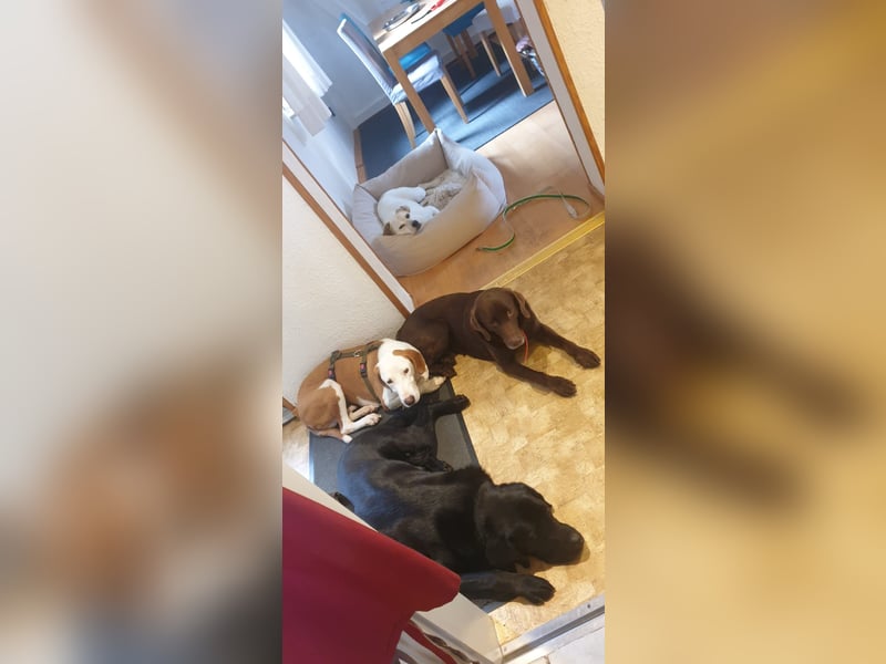 Bjelko / Monty Bracken Mischling Rüde sucht Zuhause für immer