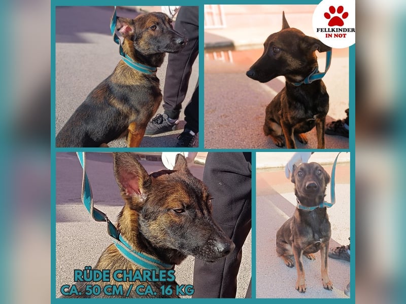 Charles Malinois Mischling Rüde Junghund sucht Zuhause oder Pflegestelle