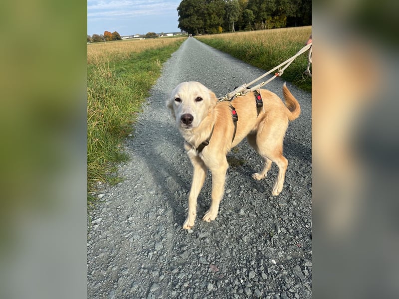 Taio junger Retriever Mischlingsrüde Mischling Rüde sucht Zuhause für immer