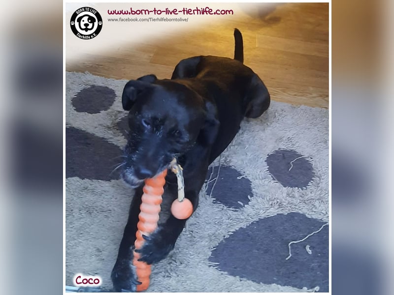 Coco sucht ein neues Zuhause