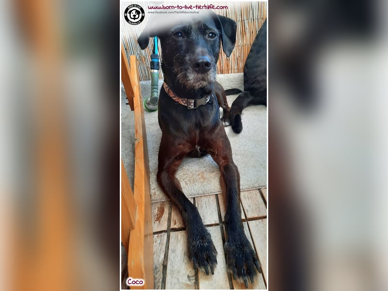Coco sucht ein neues Zuhause