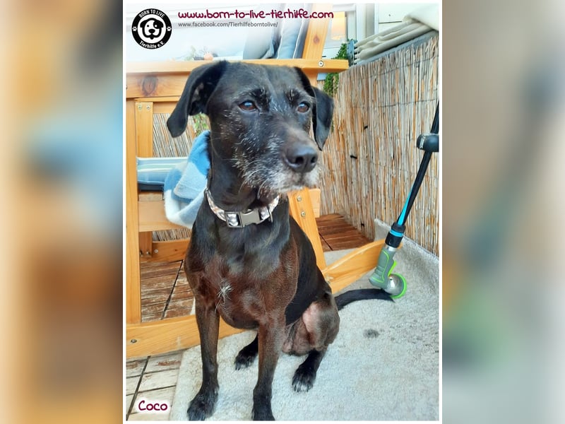 Coco sucht ein neues Zuhause