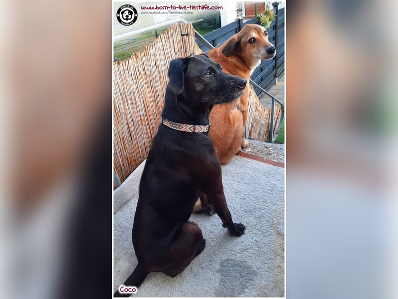 Coco sucht ein neues Zuhause