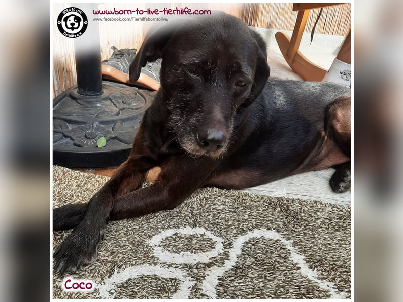 Coco sucht ein neues Zuhause