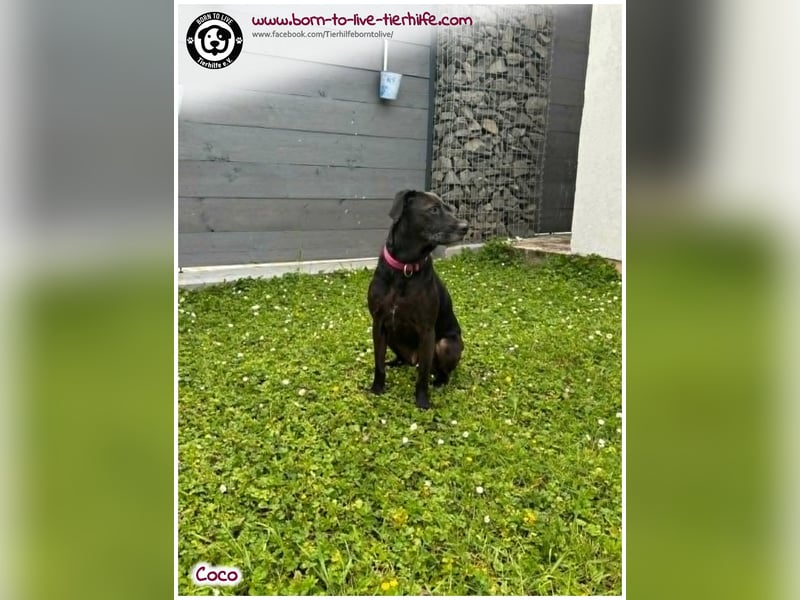 Coco sucht ein neues Zuhause