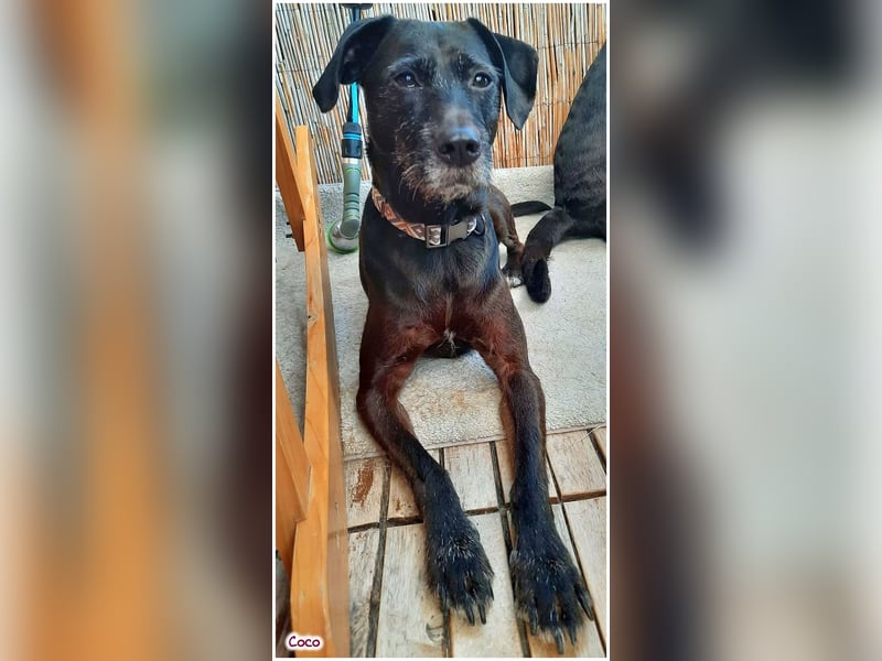 Coco sucht ein neues Zuhause