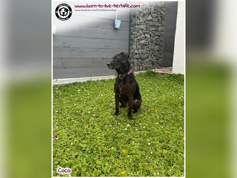 Coco sucht ein neues Zuhause