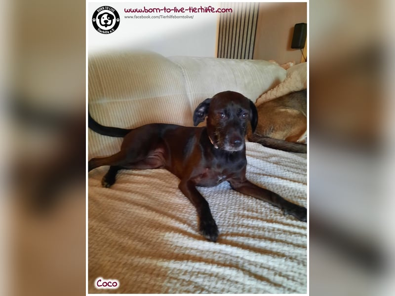 Coco sucht ein neues Zuhause