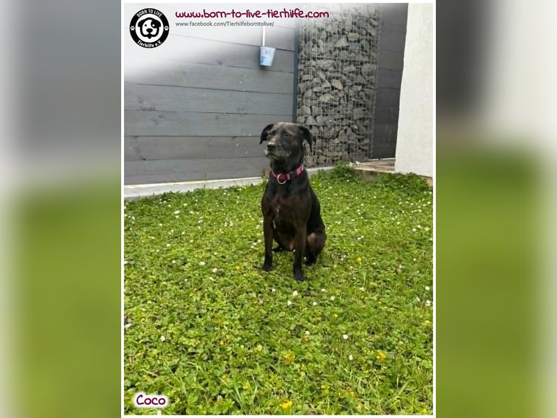 Coco sucht ein neues Zuhause