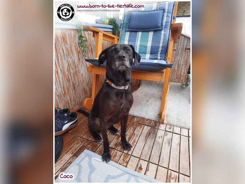 Coco sucht ein neues Zuhause