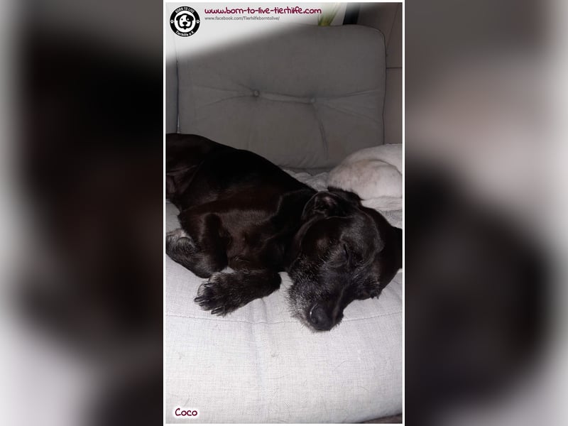 Coco sucht ein neues Zuhause