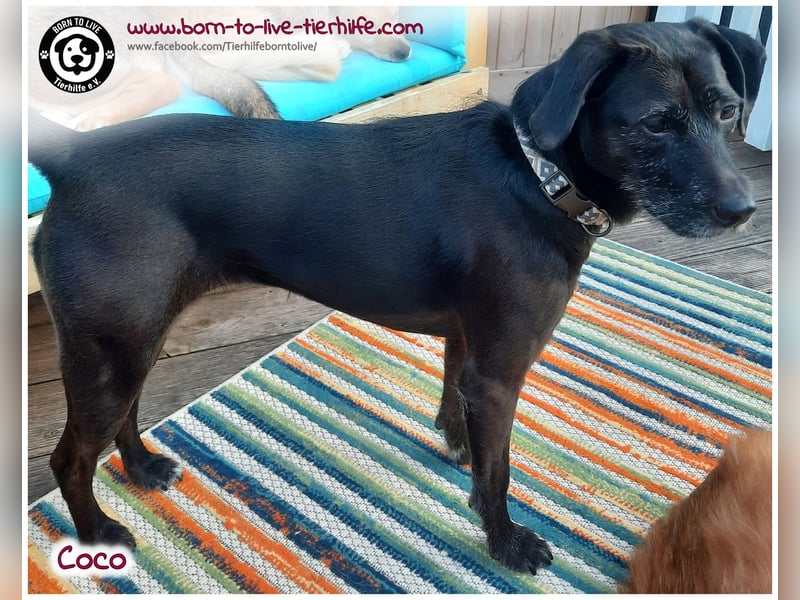 Coco sucht ein neues Zuhause