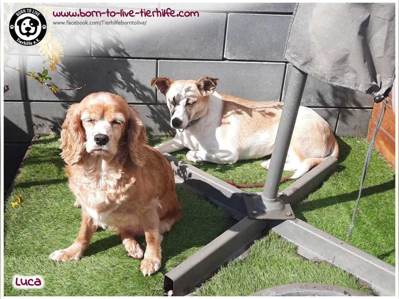 Hübsche Luca / Mila sucht einfühlsame, erfahrene Menschen