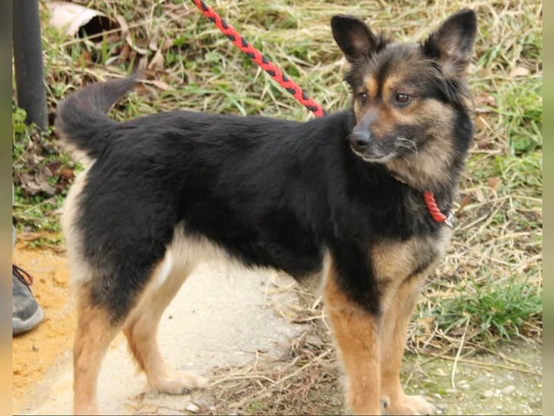 Mona sucht ein Zuhause