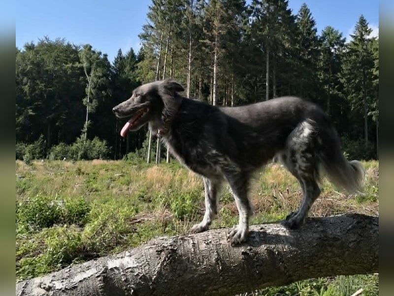 Zsömi sucht ein Zuhause