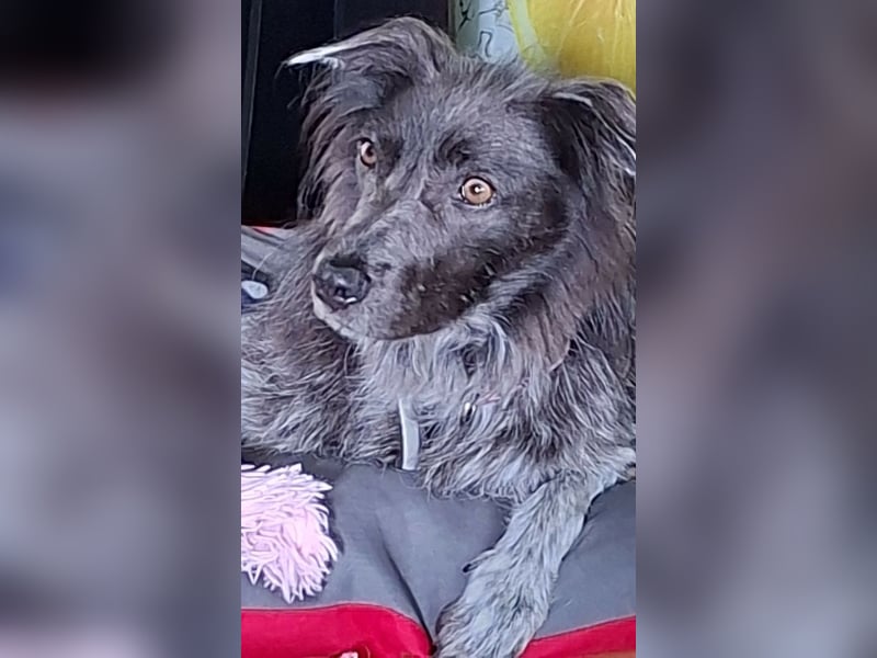 Zsömi sucht ein Zuhause
