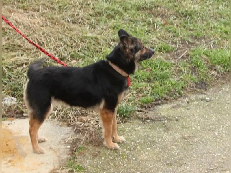 Mona sucht ein Zuhause