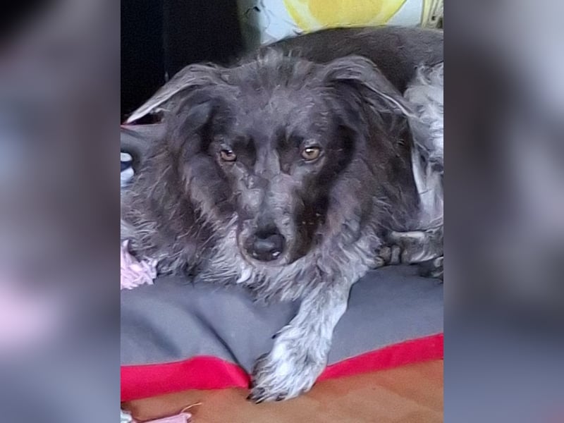 Zsömi sucht ein Zuhause