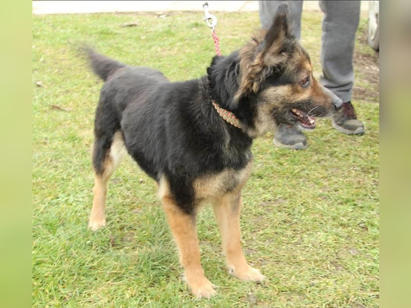 Mona sucht ein Zuhause