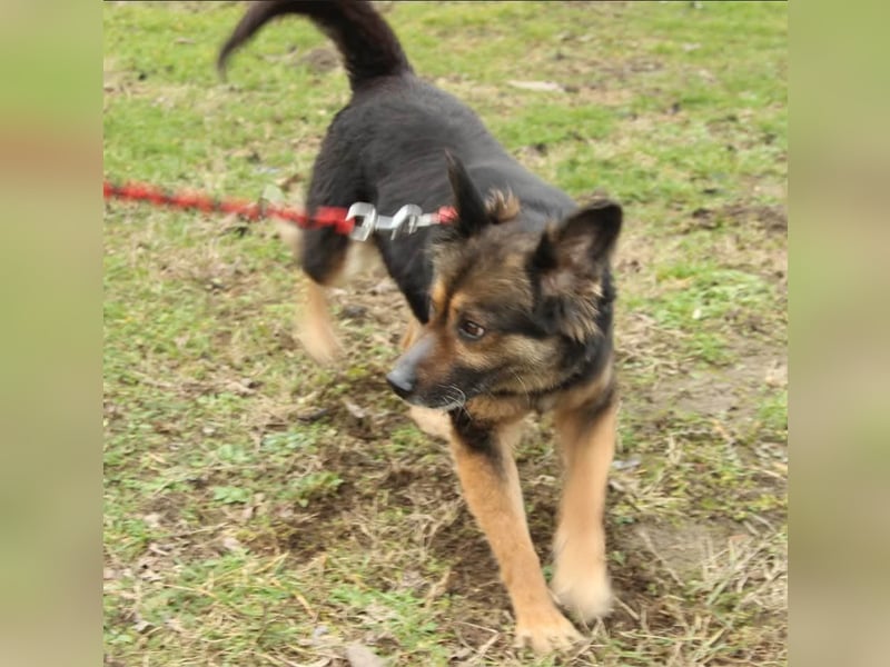 Mona sucht ein Zuhause