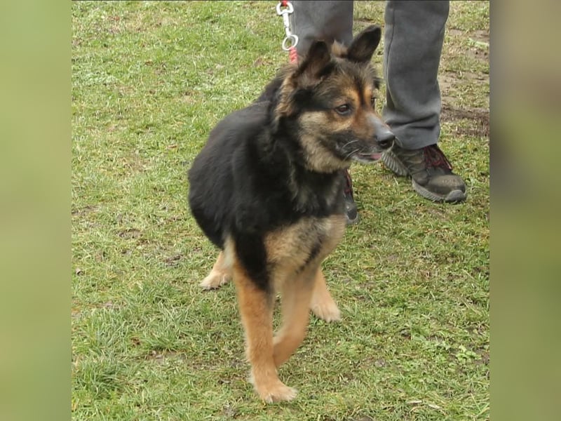 Mona sucht ein Zuhause