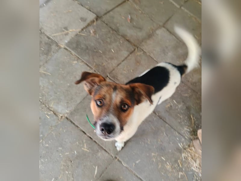 Pandó sucht ein Zuhause