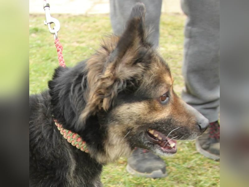 Mona sucht ein Zuhause