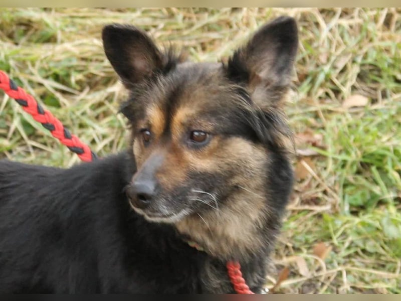 Mona sucht ein Zuhause