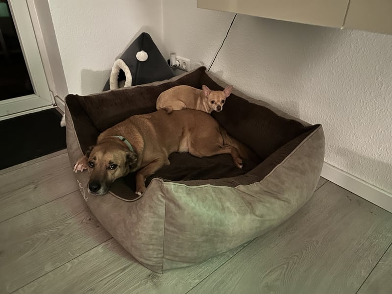 Schweren Herzens: Erfahrener, sensibler Rüde Monty sucht ein neues Zuhause