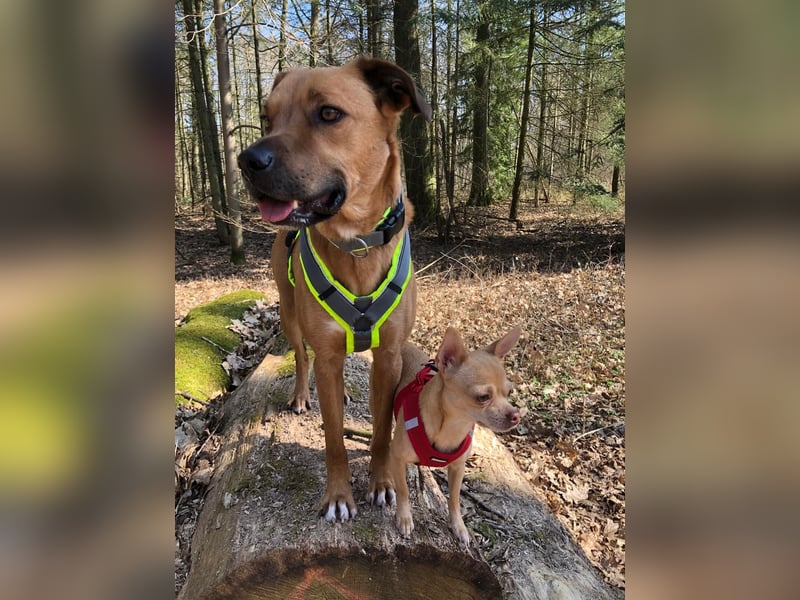 Schweren Herzens: Erfahrener, sensibler Rüde Monty sucht ein neues Zuhause