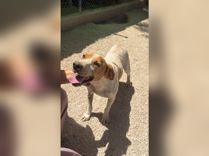 Rambo - treuer Jagdhund sucht Menschen mit Herz und Verstand