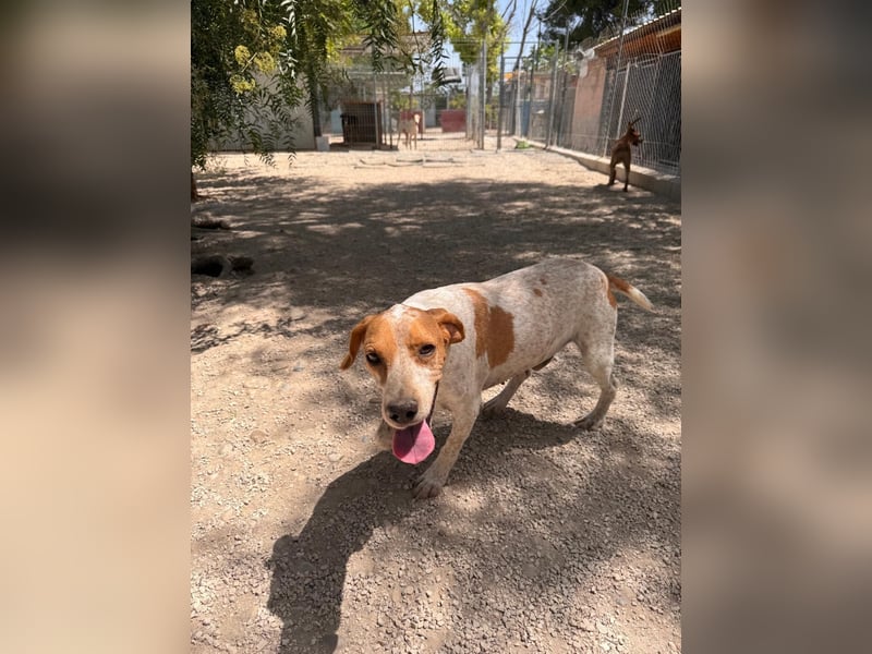 Rambo - treuer Jagdhund sucht Menschen mit Herz und Verstand