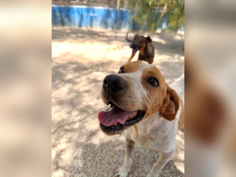 Rambo - treuer Jagdhund sucht Menschen mit Herz und Verstand