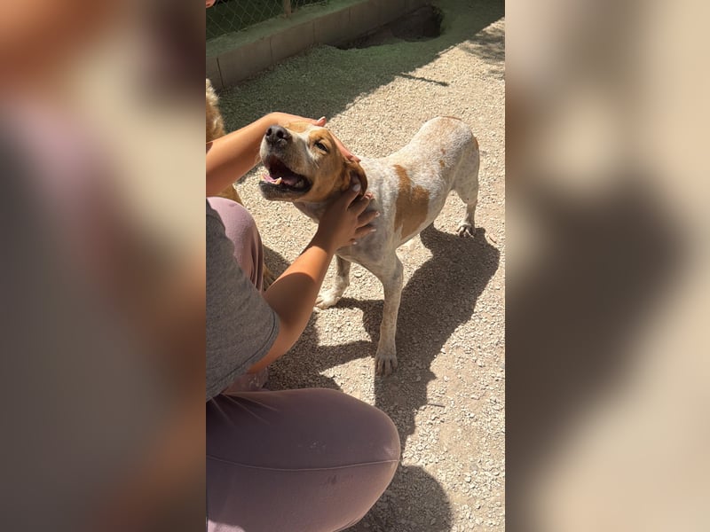 Rambo - treuer Jagdhund sucht Menschen mit Herz und Verstand