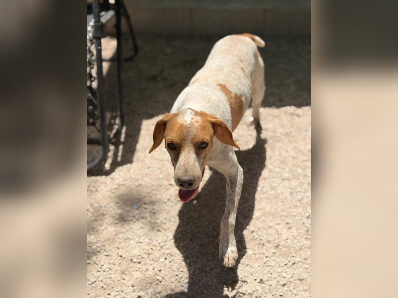 Rambo - treuer Jagdhund sucht Menschen mit Herz und Verstand