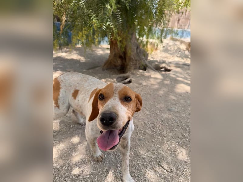 Rambo - treuer Jagdhund sucht Menschen mit Herz und Verstand