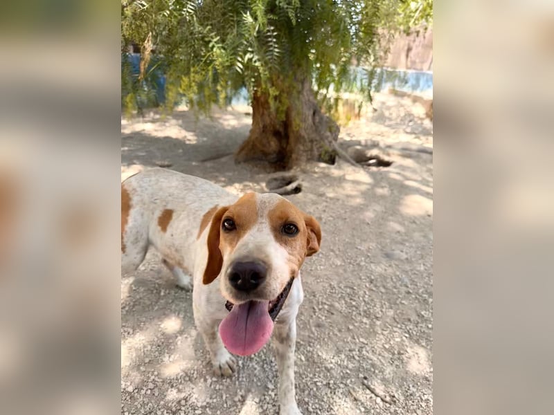 Rambo - treuer Jagdhund sucht Menschen mit Herz und Verstand