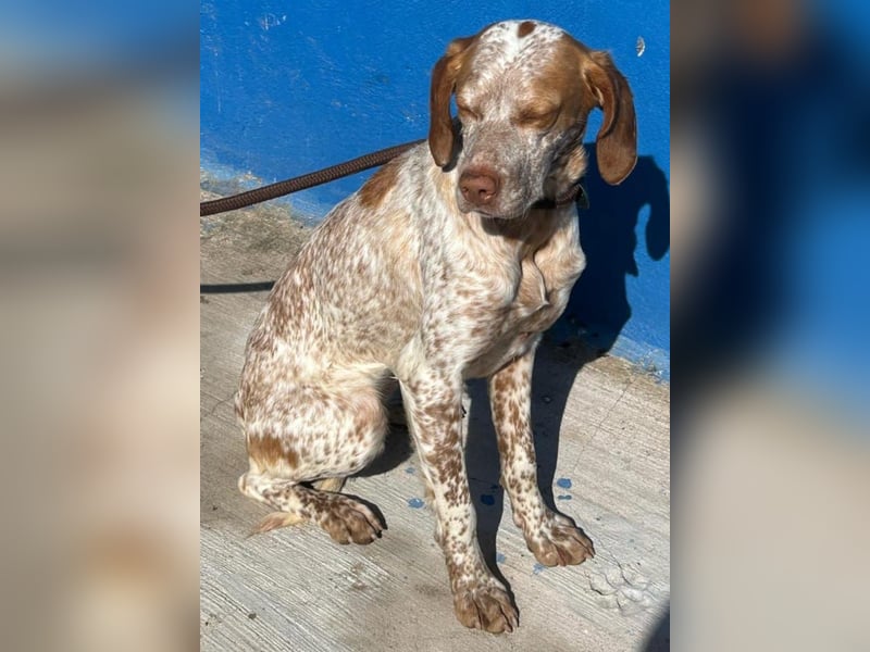 Tinetta wünscht sich ein sportliches Zuhause