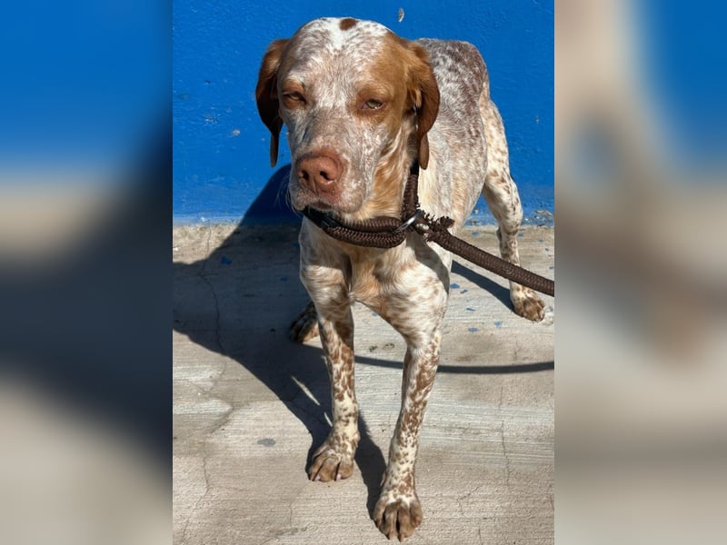 Tinetta wünscht sich ein sportliches Zuhause