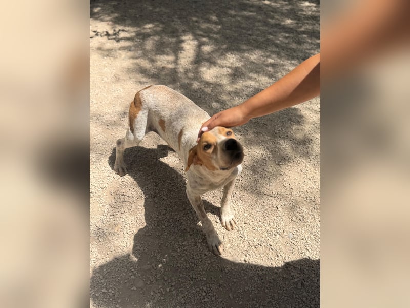 Rambo - treuer Jagdhund sucht Menschen mit Herz und Verstand