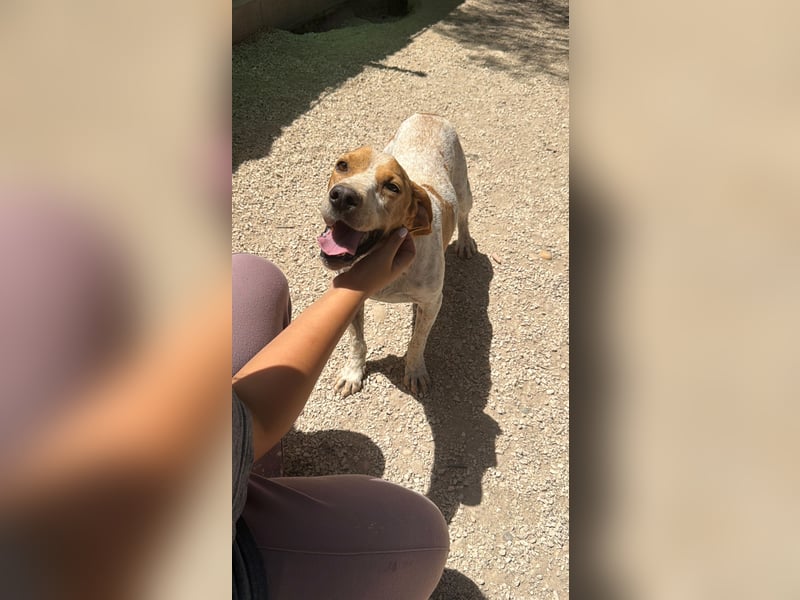 Rambo - treuer Jagdhund sucht Menschen mit Herz und Verstand