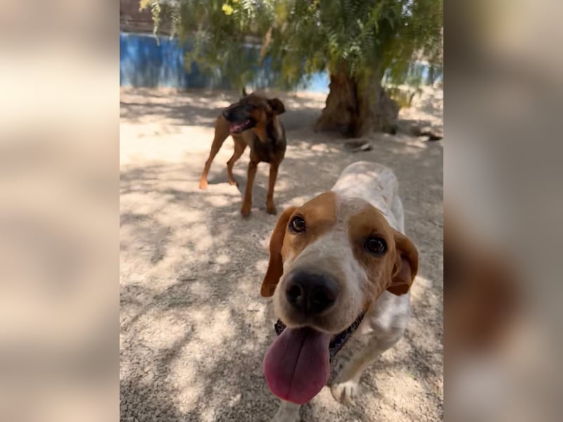 Rambo - treuer Jagdhund sucht Menschen mit Herz und Verstand