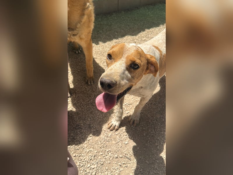 Rambo - treuer Jagdhund sucht Menschen mit Herz und Verstand