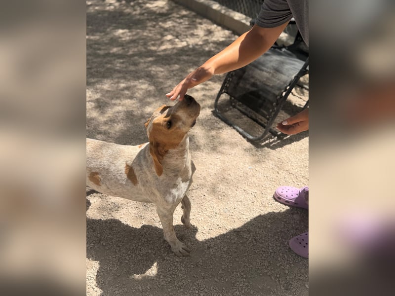 Rambo - treuer Jagdhund sucht Menschen mit Herz und Verstand