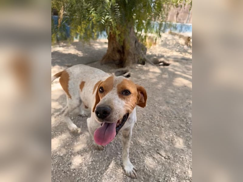 Rambo - treuer Jagdhund sucht Menschen mit Herz und Verstand